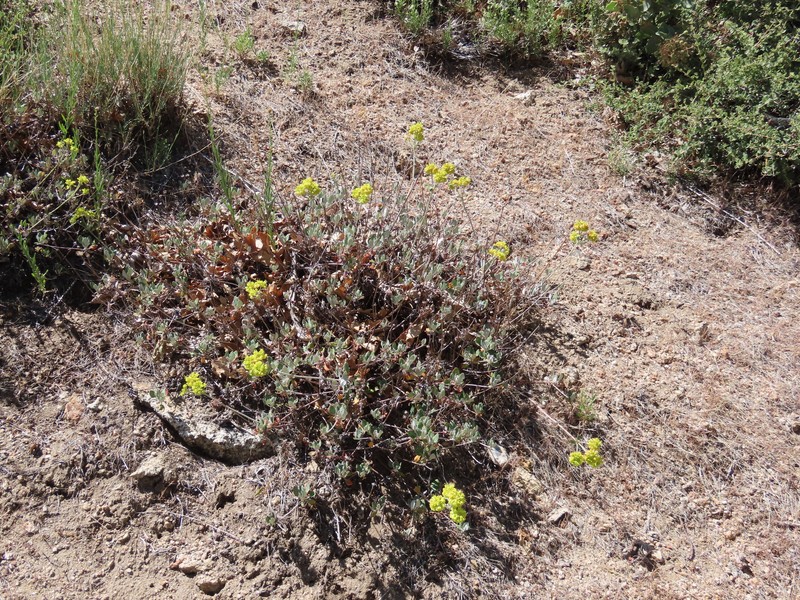 Eriogonum umbellatum var. munzii photo 6