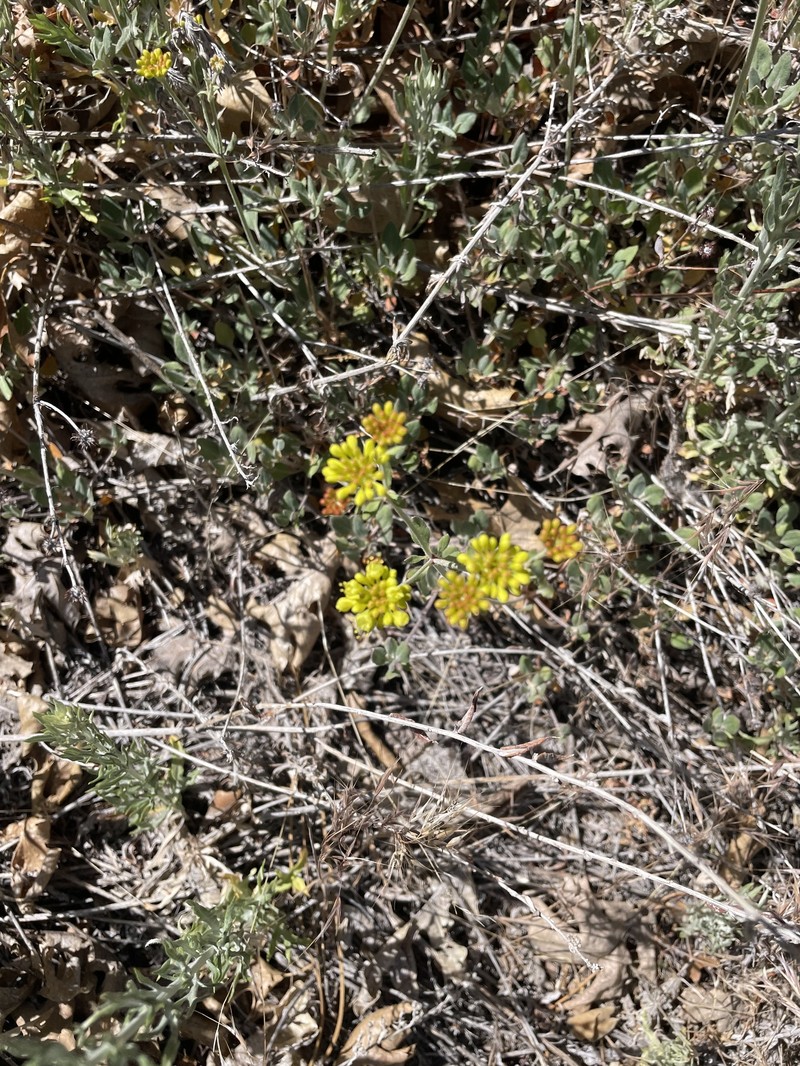 Eriogonum umbellatum var. munzii photo 7