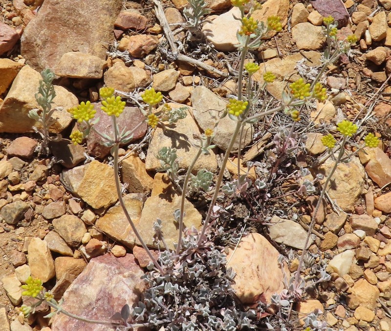 Eriogonum umbellatum var. munzii photo 8
