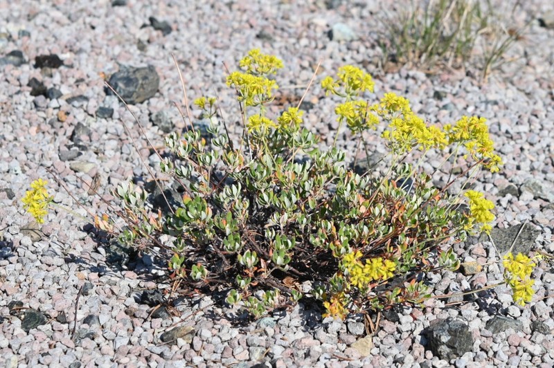 Eriogonum umbellatum var. nelsoniorum