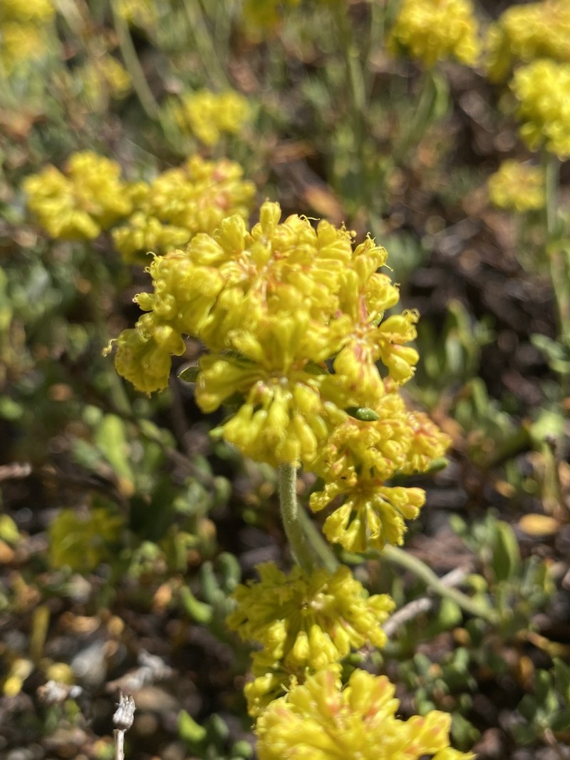 Eriogonum umbellatum var. nelsoniorum photo 2