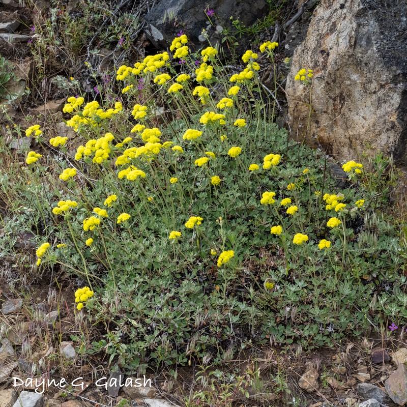 Eriogonum umbellatum var. nelsoniorum photo 3
