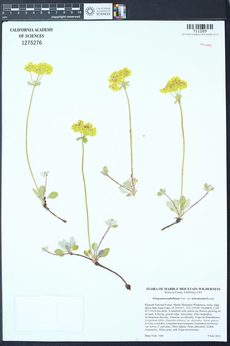 Eriogonum umbellatum var. nelsoniorum photo 4