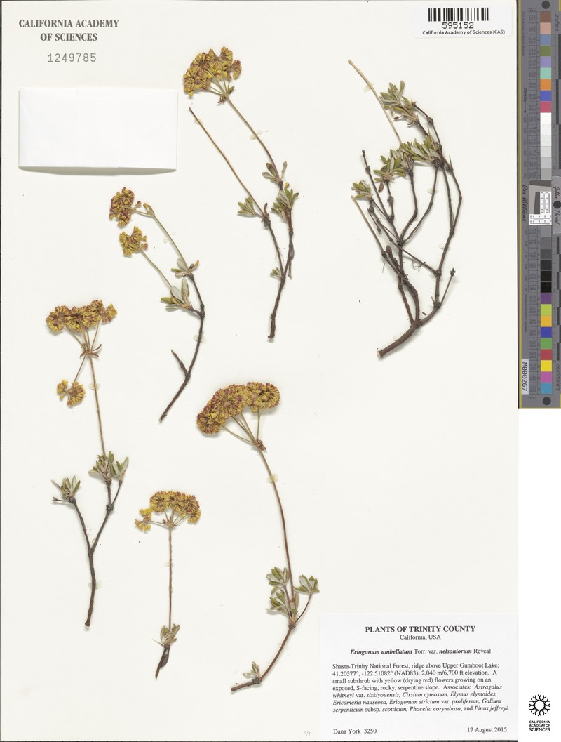 Eriogonum umbellatum var. nelsoniorum photo 5