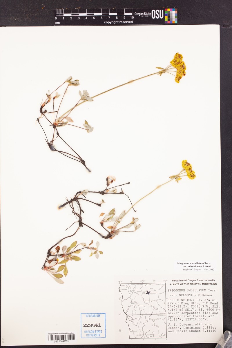 Eriogonum umbellatum var. nelsoniorum photo 6