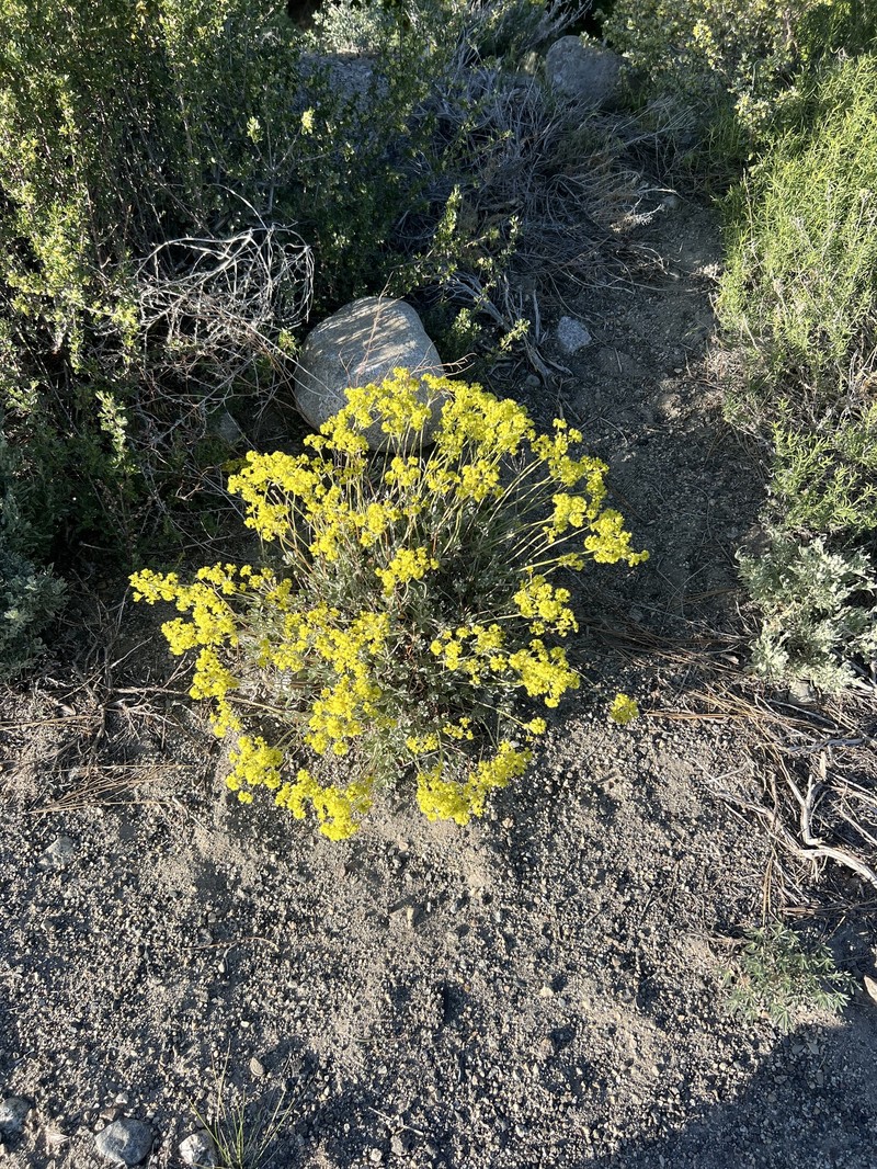 Eriogonum umbellatum var. nevadense