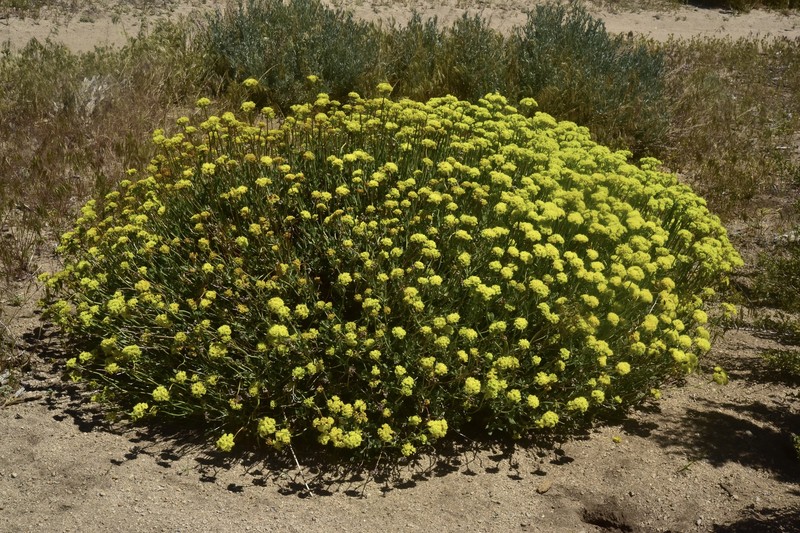Eriogonum umbellatum var. nevadense photo 2