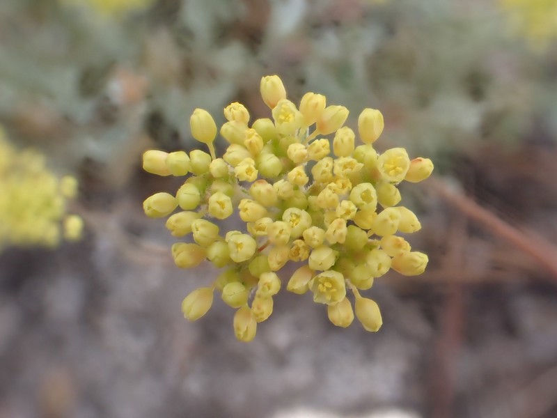 Eriogonum umbellatum var. nevadense photo 3