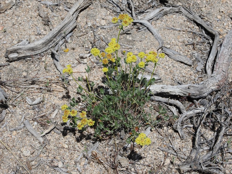 Eriogonum umbellatum var. nevadense photo 4