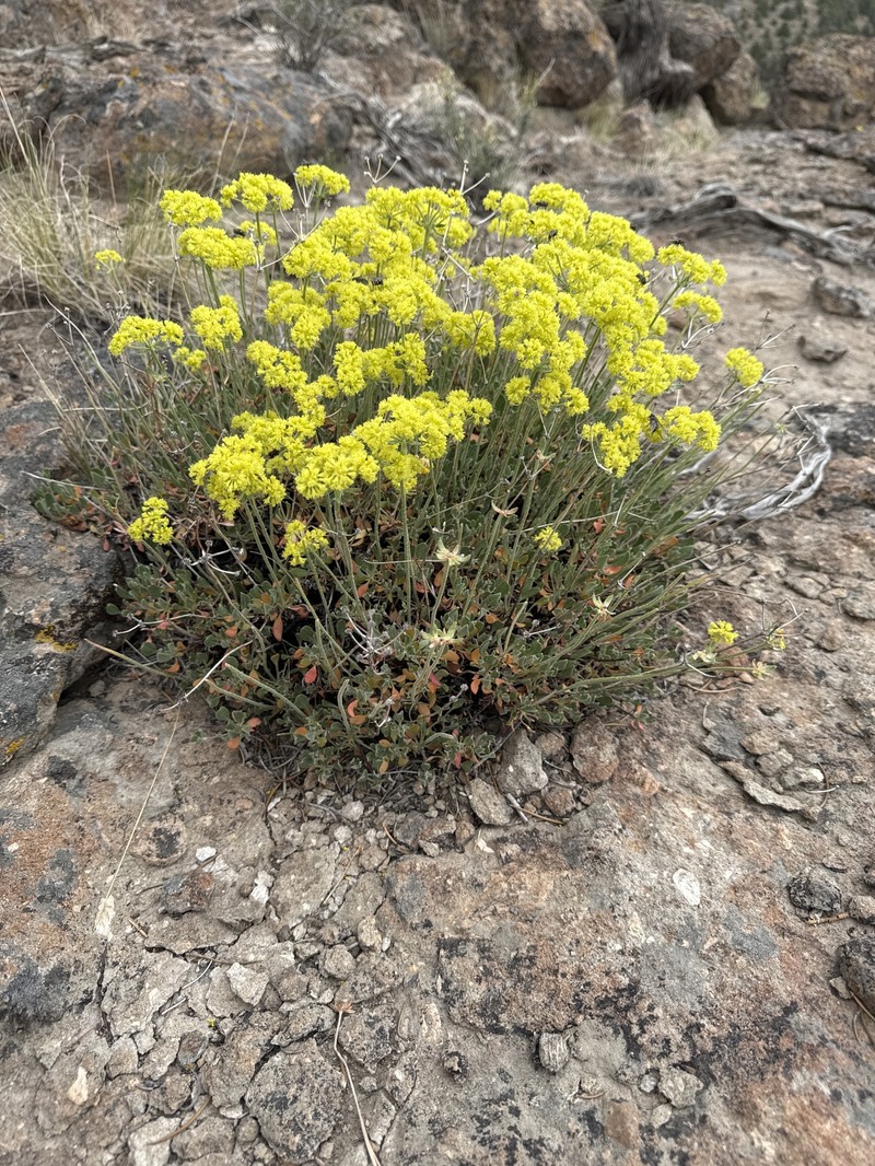 Eriogonum umbellatum var. nevadense photo 5