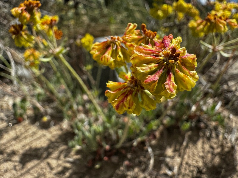 Eriogonum umbellatum var. nevadense photo 6