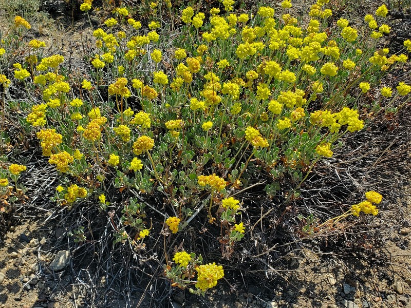 Eriogonum umbellatum var. nevadense photo 7