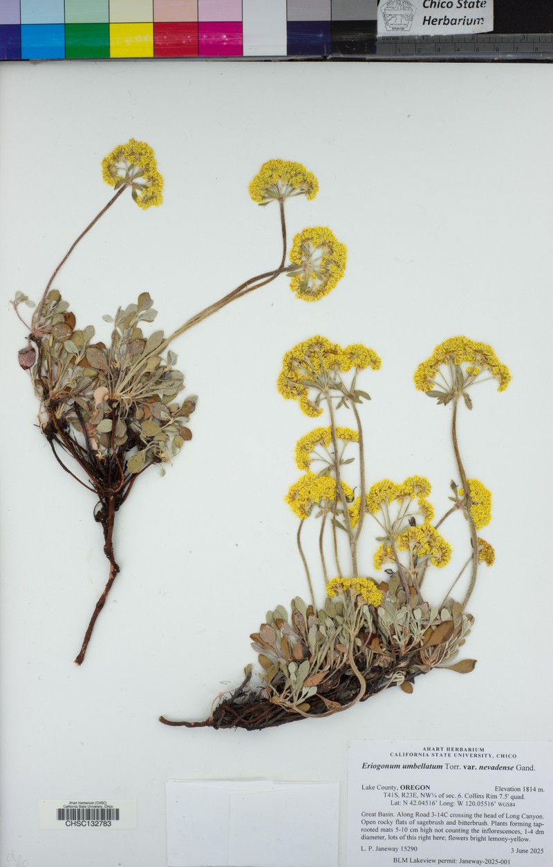 Eriogonum umbellatum var. nevadense photo 8