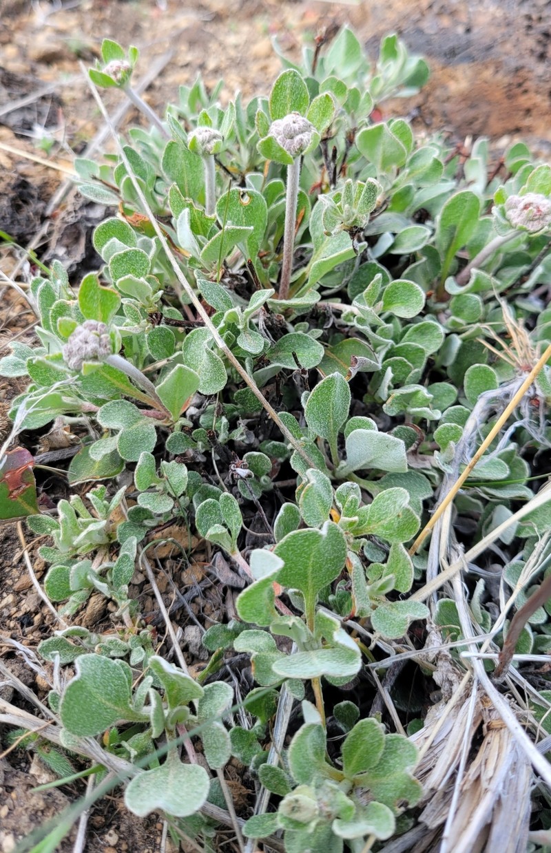 Sulphur-Flower Buckwheat
