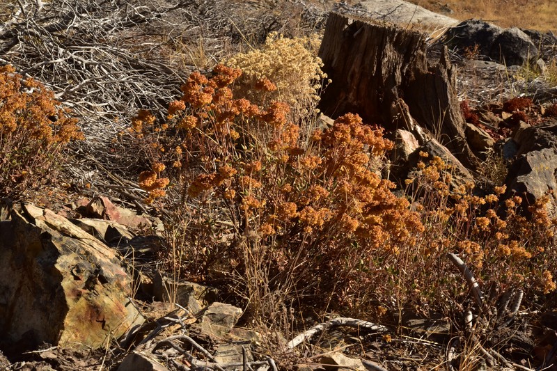 Sulphur-Flower Buckwheat photo 2