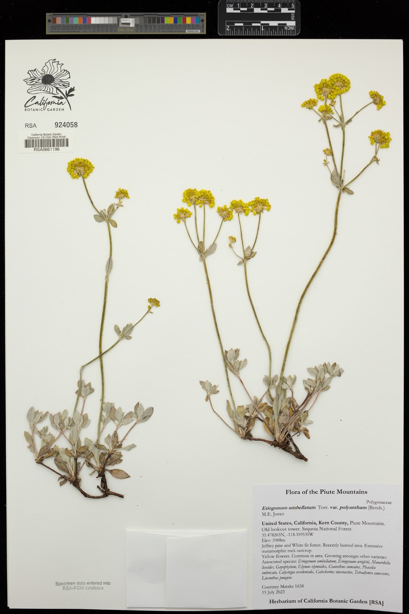 Sulphur-Flower Buckwheat photo 3