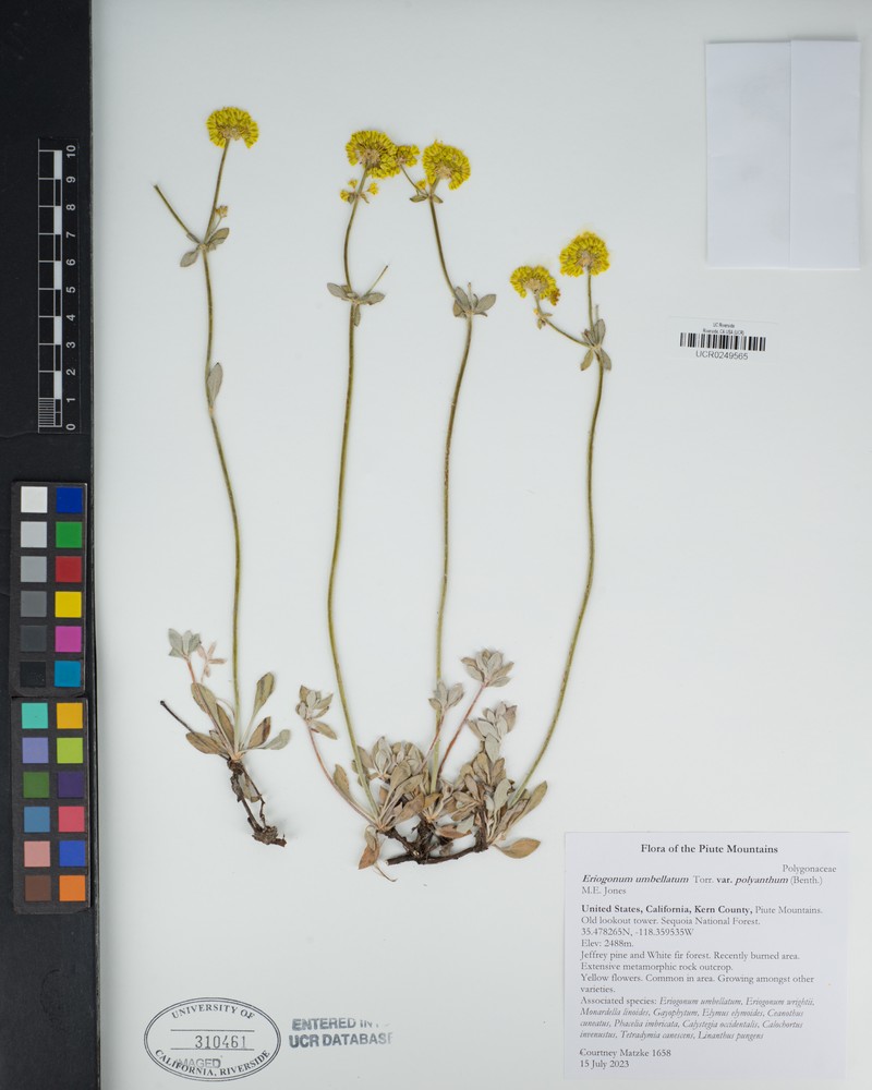 Sulphur-Flower Buckwheat photo 4