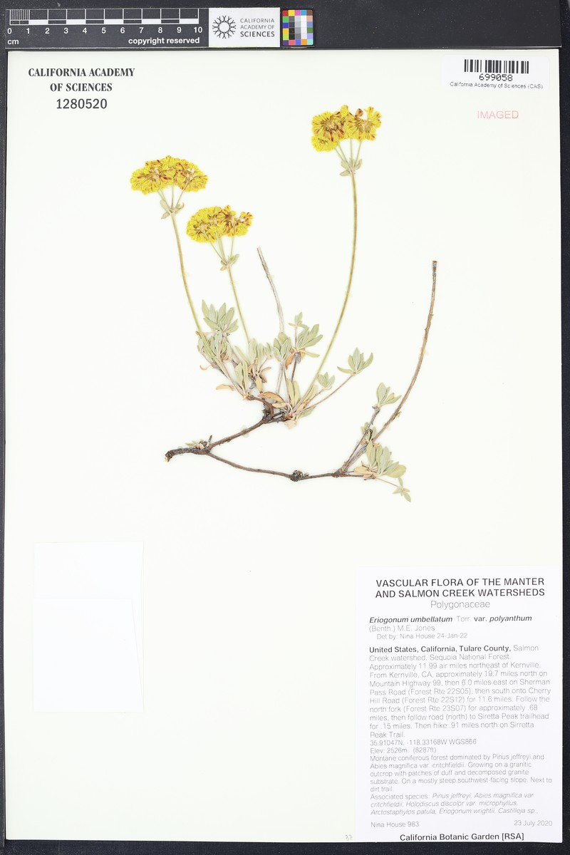 Sulphur-Flower Buckwheat photo 5