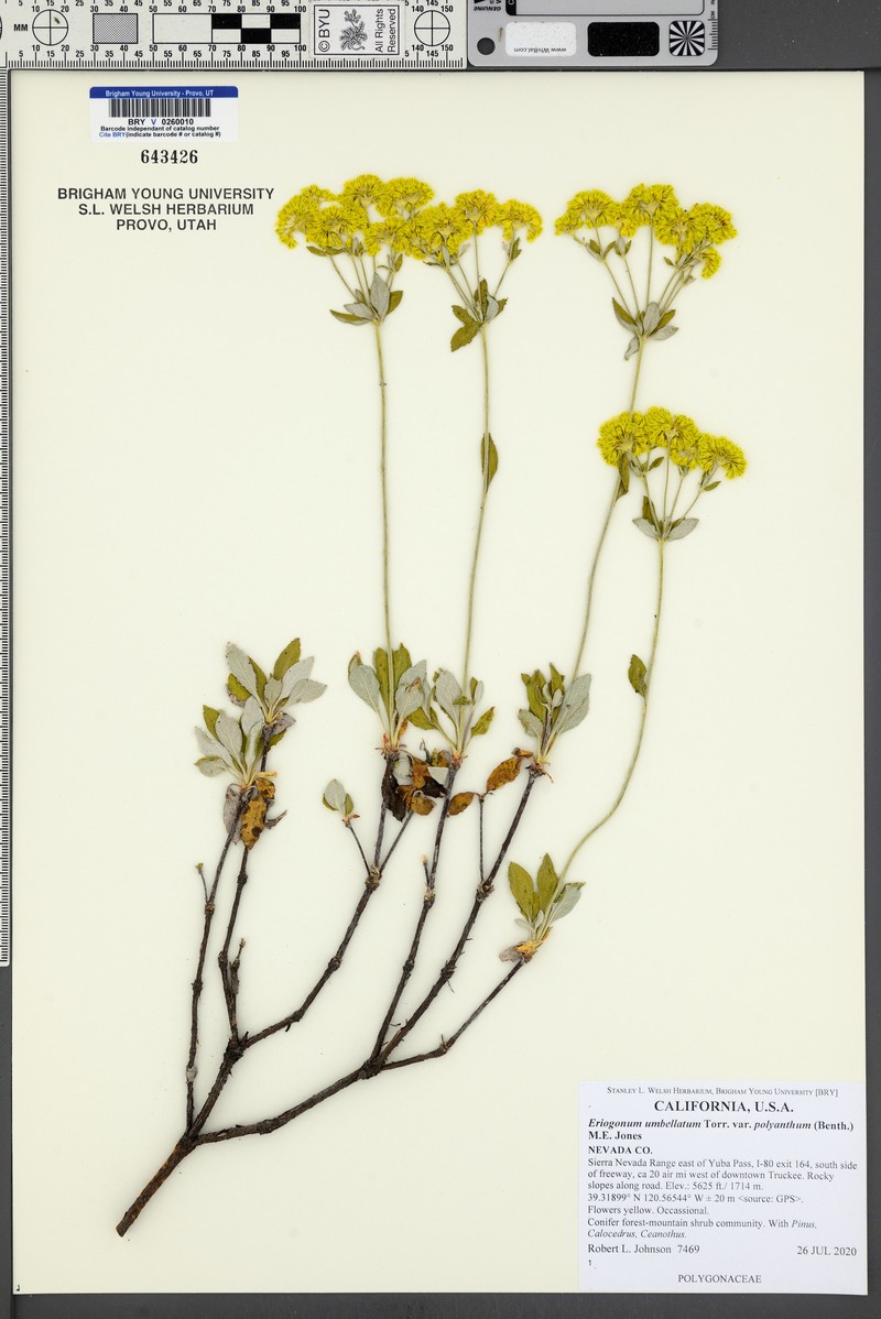 Sulphur-Flower Buckwheat photo 6