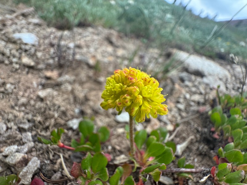 Eriogonum umbellatum var. porteri