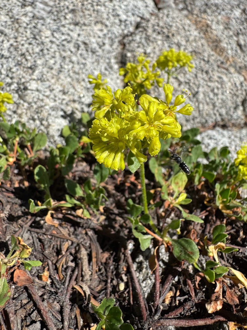 Eriogonum umbellatum var. porteri photo 2