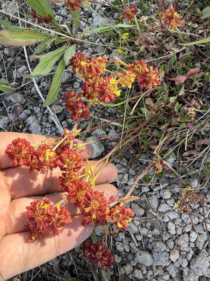 Eriogonum umbellatum var. porteri photo 3