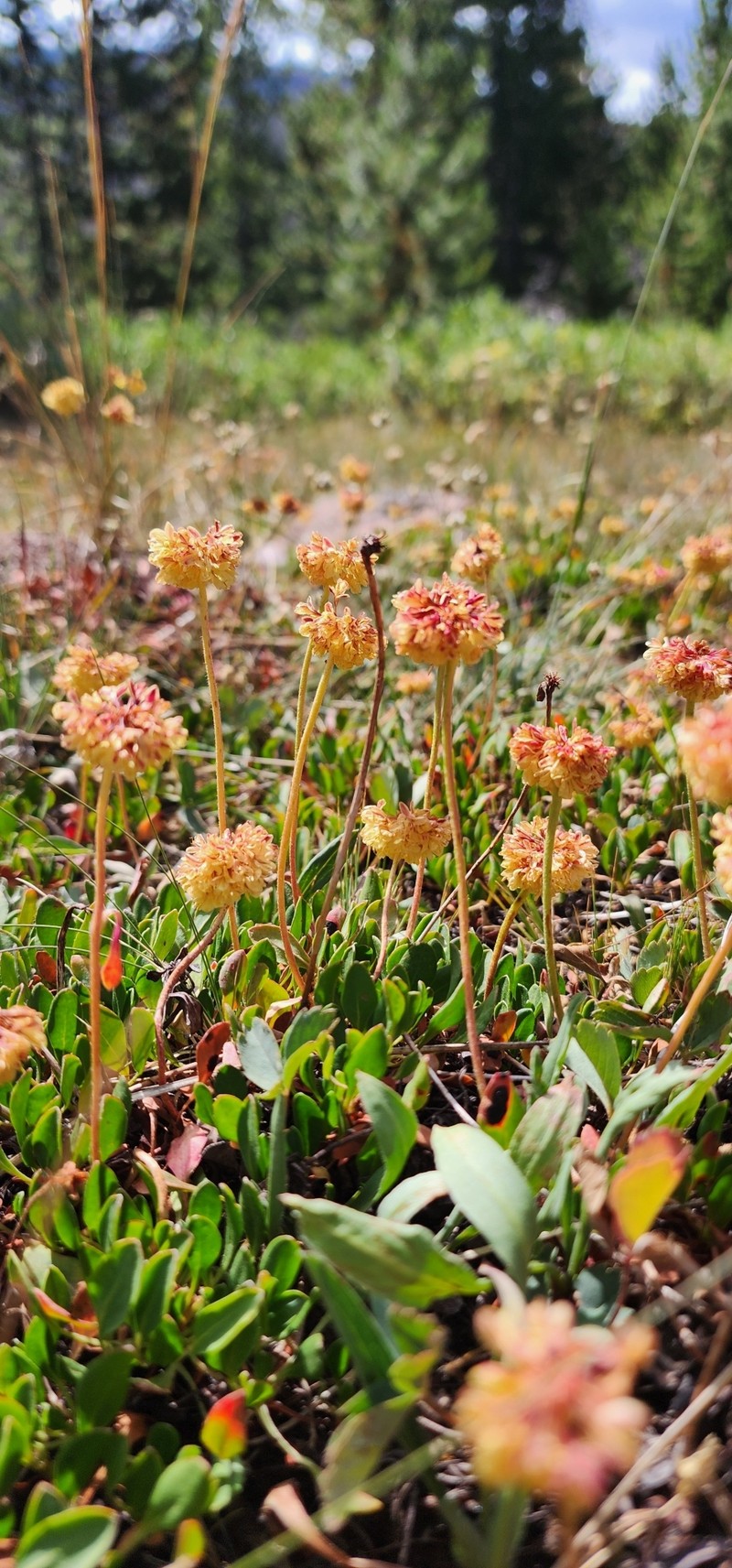 Eriogonum umbellatum var. porteri photo 4