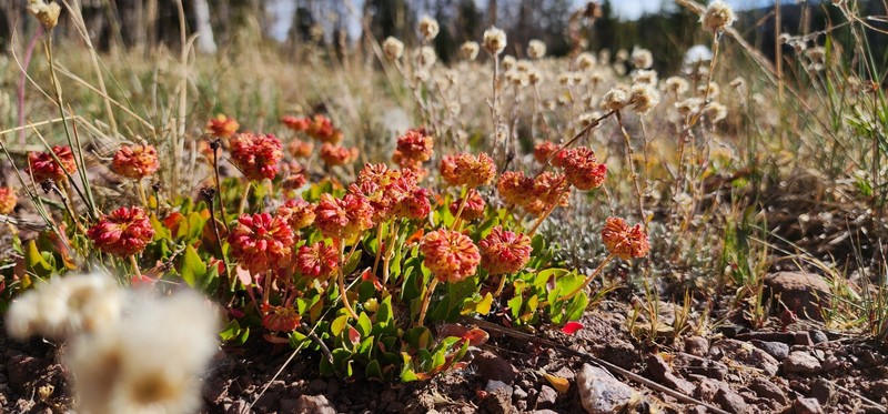 Eriogonum umbellatum var. porteri photo 5