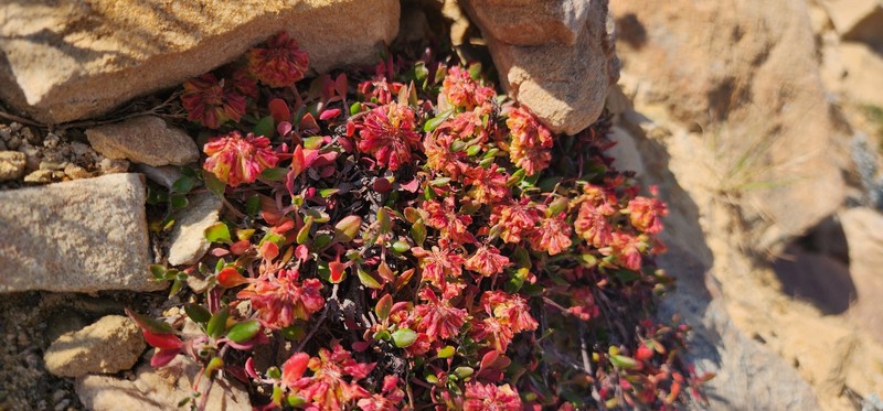 Eriogonum umbellatum var. porteri photo 6