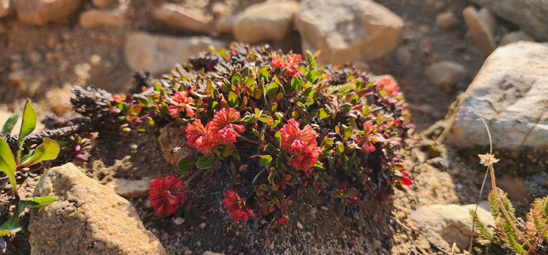Eriogonum umbellatum var. porteri photo 7
