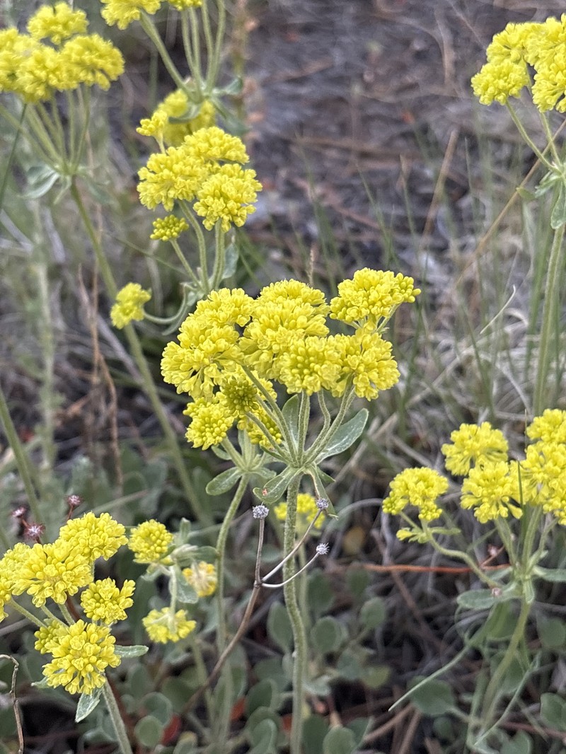 Eriogonum umbellatum var. ramulosum