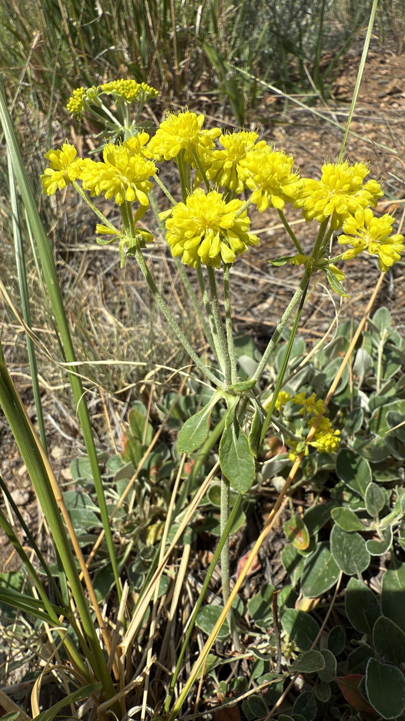 Eriogonum umbellatum var. ramulosum photo 2