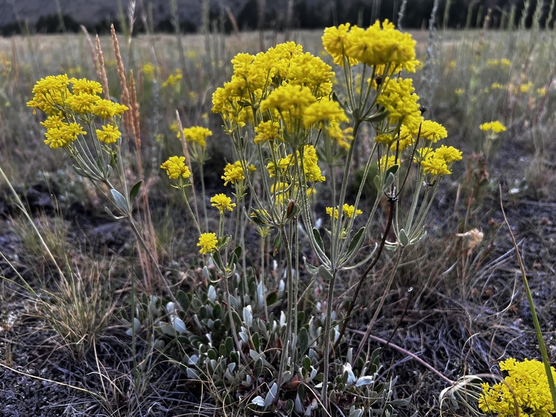 Eriogonum umbellatum var. ramulosum photo 3