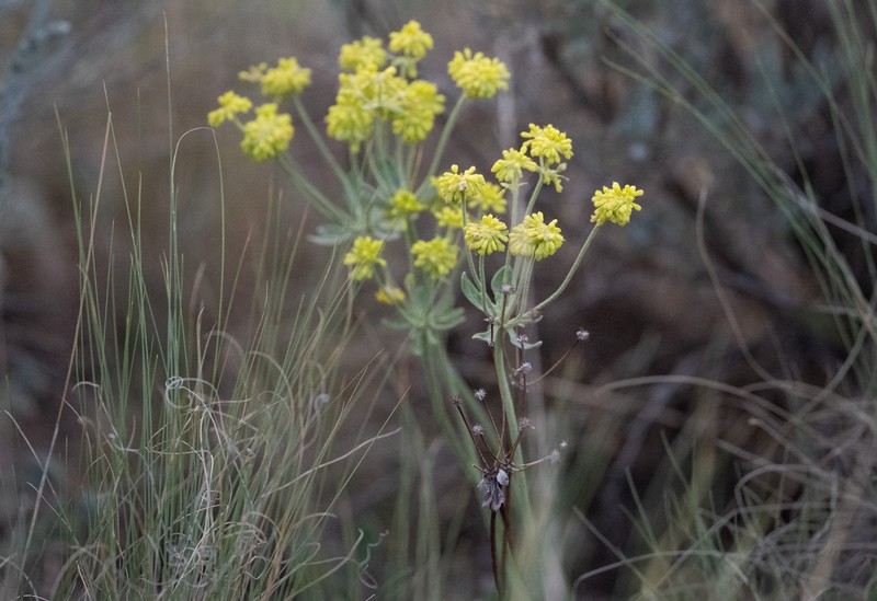 Eriogonum umbellatum var. ramulosum photo 4