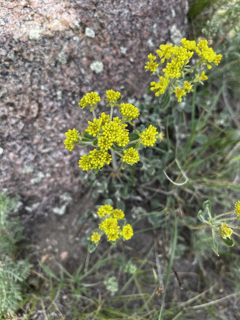 Eriogonum umbellatum var. ramulosum photo 5