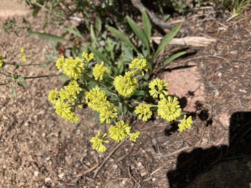 Eriogonum umbellatum var. ramulosum photo 6