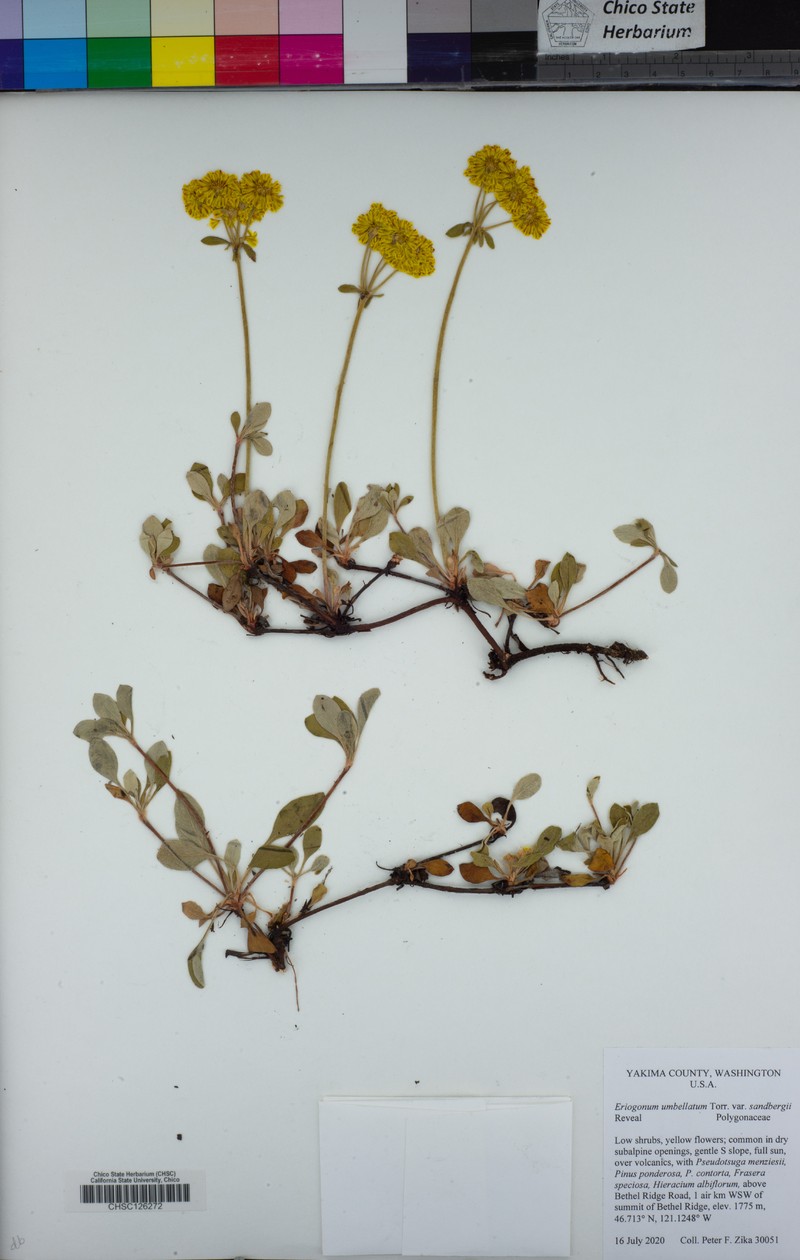 Eriogonum umbellatum var. sandbergii photo 3