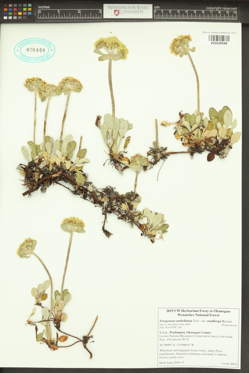 Eriogonum umbellatum var. sandbergii photo 4