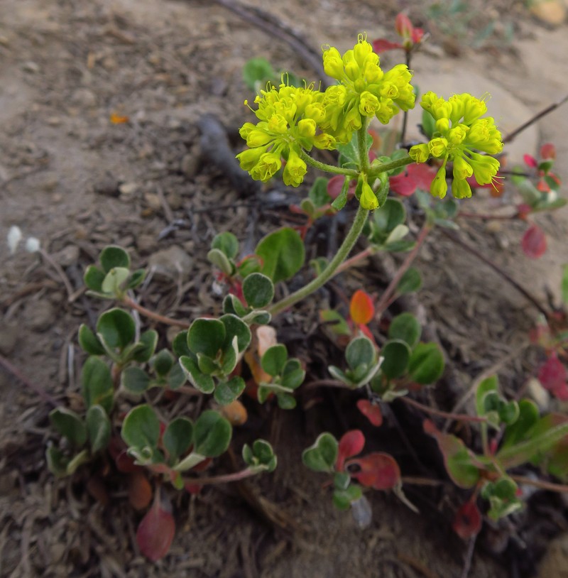 Eriogonum umbellatum var. sandbergii