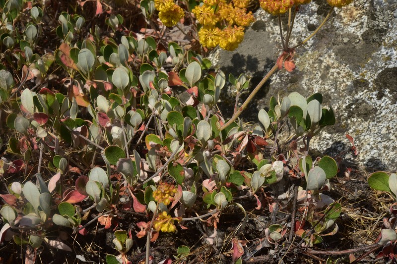 Eriogonum umbellatum var. sandbergii photo 2