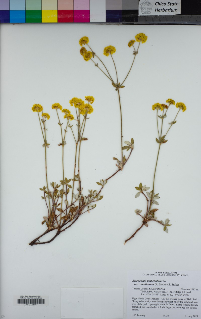 Eriogonum umbellatum var. smallianum