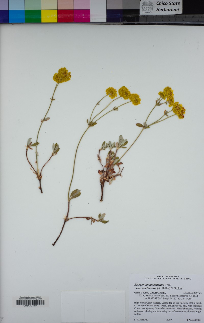 Eriogonum umbellatum var. smallianum photo 2