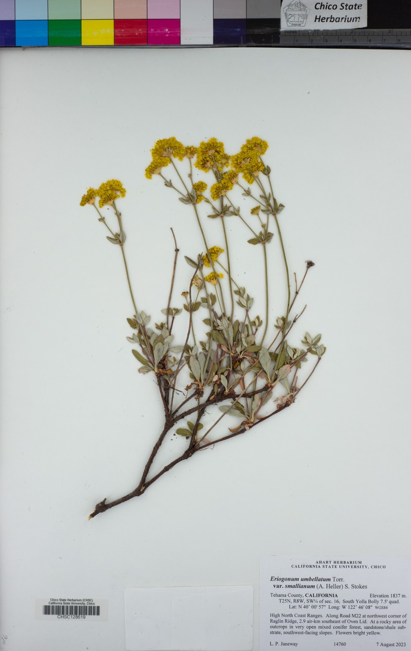 Eriogonum umbellatum var. smallianum photo 3