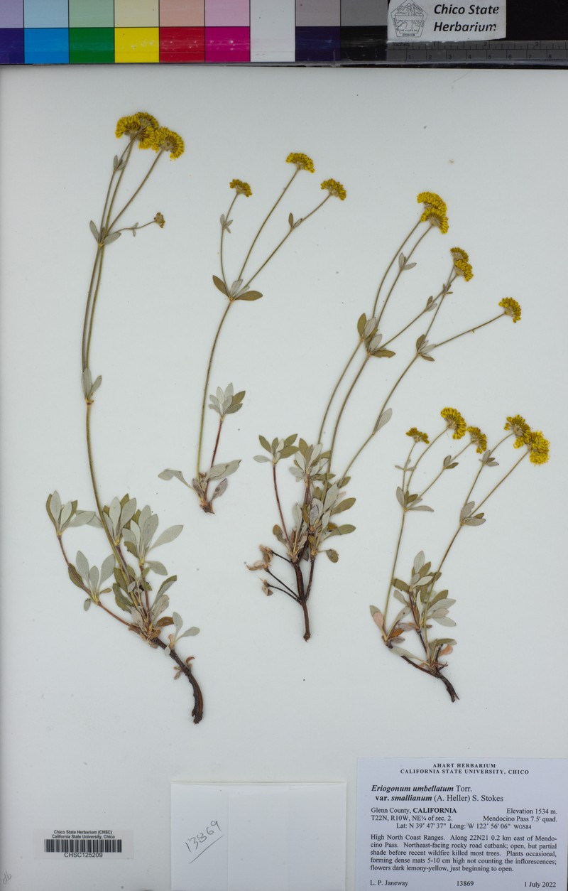 Eriogonum umbellatum var. smallianum photo 4
