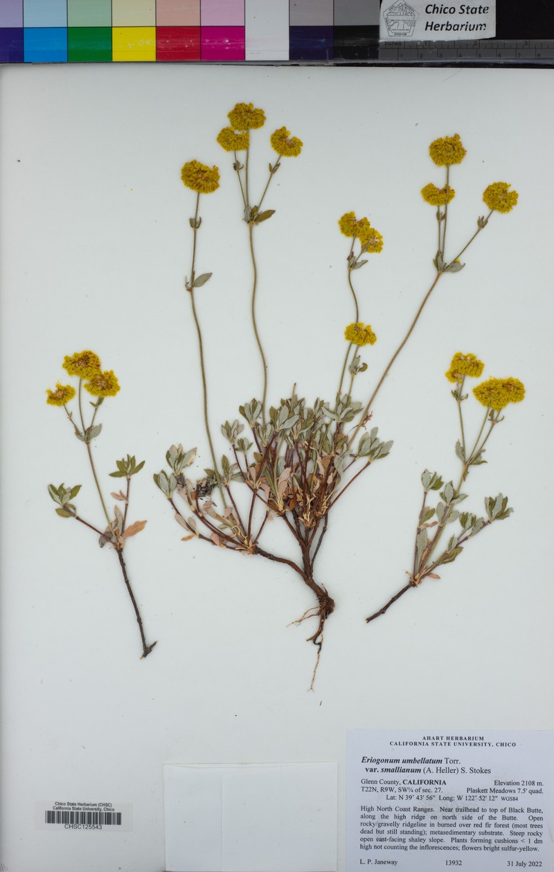 Eriogonum umbellatum var. smallianum photo 5