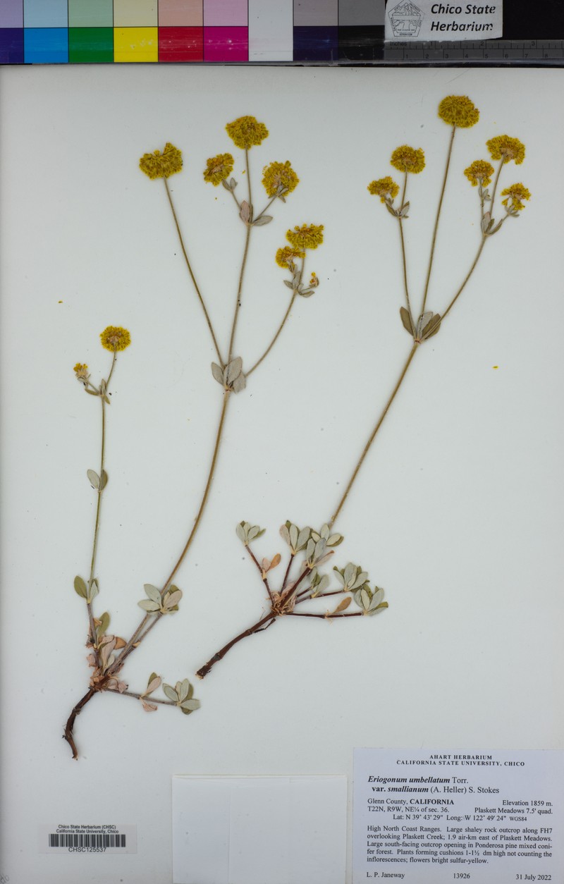 Eriogonum umbellatum var. smallianum photo 6
