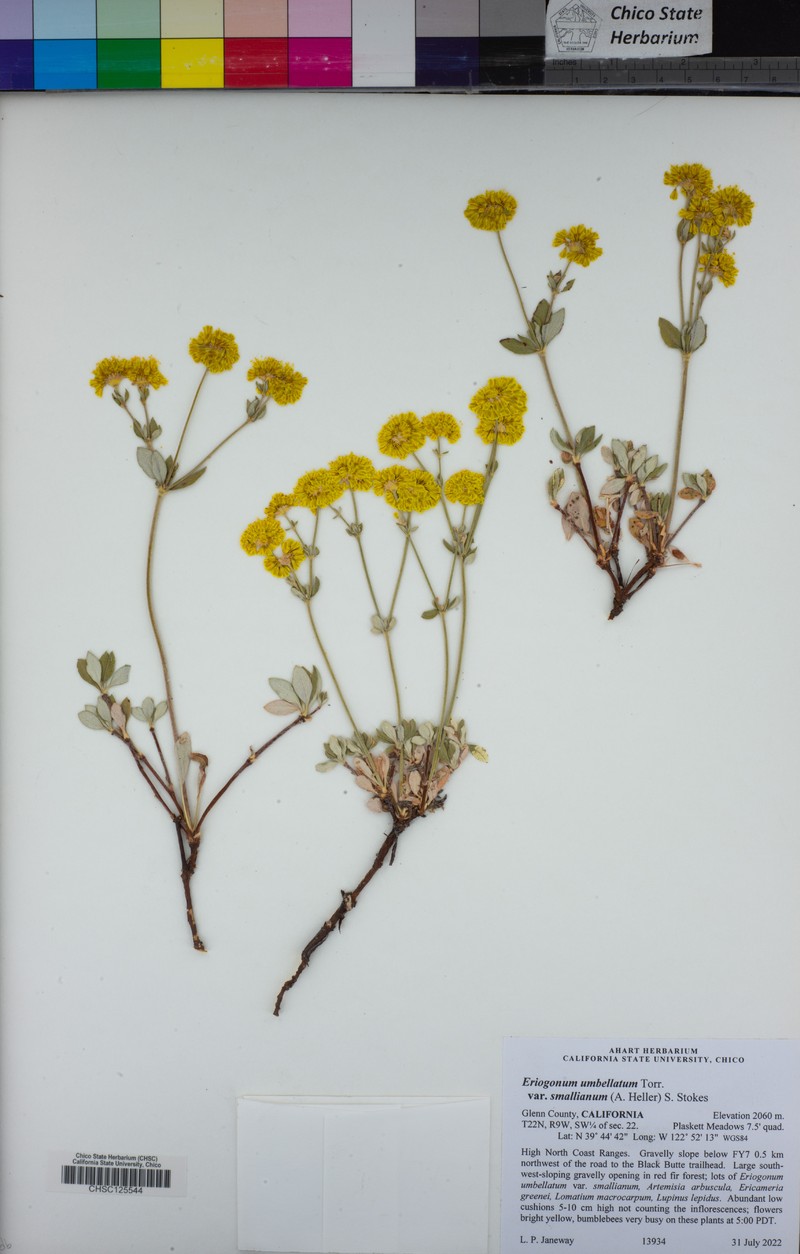 Eriogonum umbellatum var. smallianum photo 7