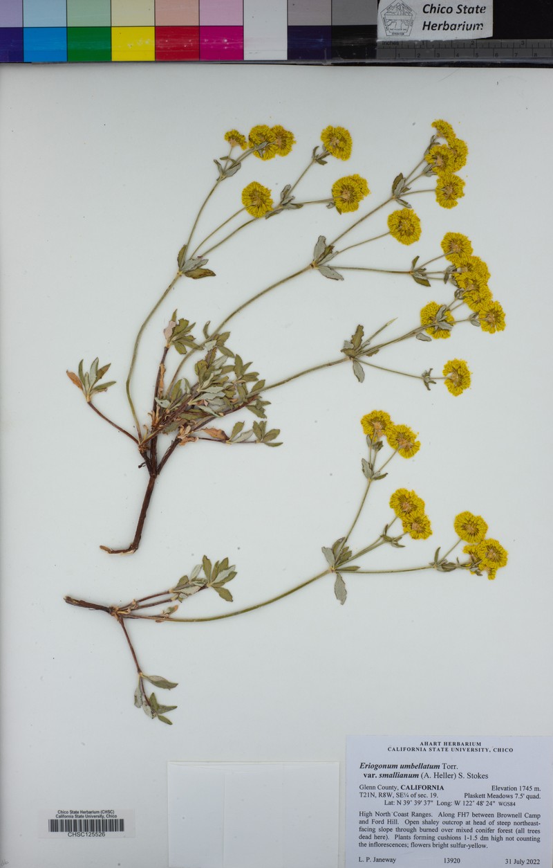 Eriogonum umbellatum var. smallianum photo 8