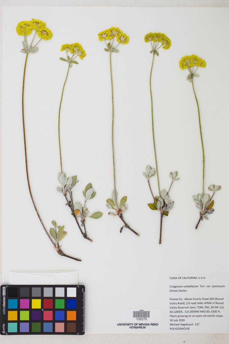 Eriogonum umbellatum var. speciosum photo 2