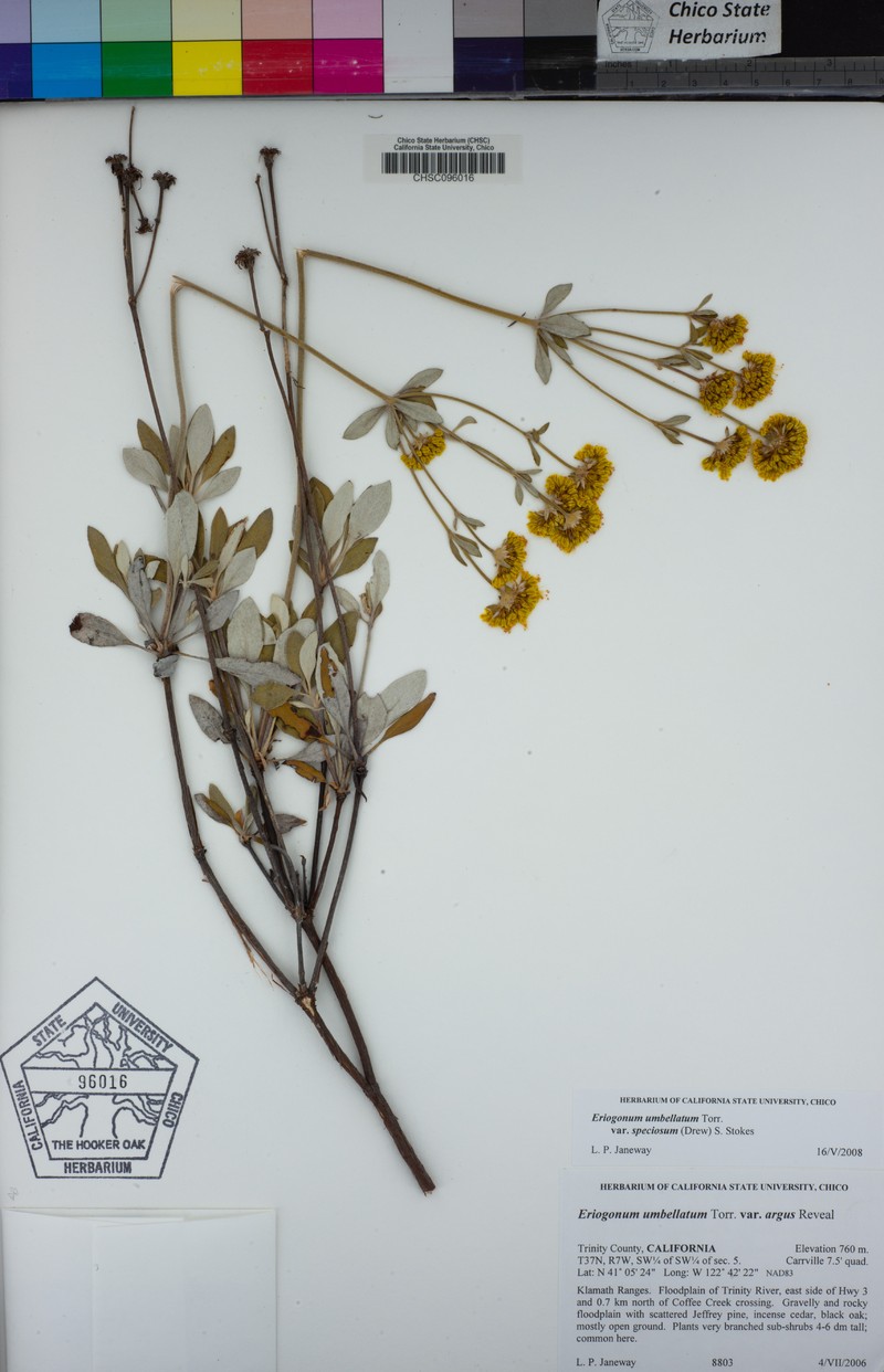 Eriogonum umbellatum var. speciosum photo 3
